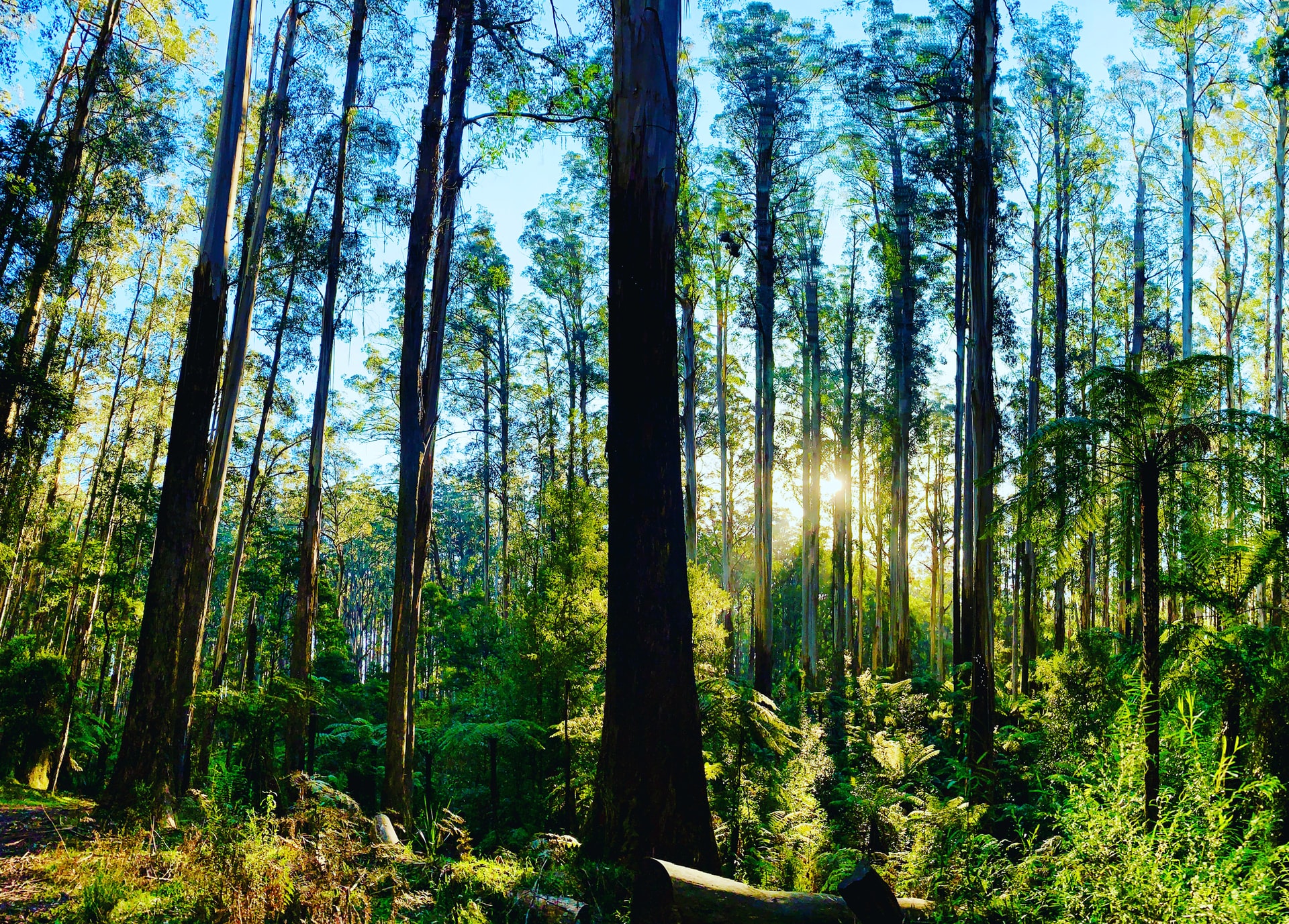 A forest in Ferny Creek, Melbourne, Australia